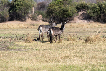 View of Waterbuck in the field
