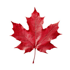 Fototapeta premium Red maple leaf png