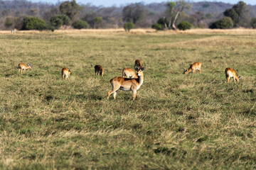 View of the gazelle on the meadow