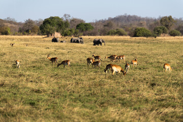View of the gazelle on the meadow