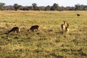View of the gazelle on the meadow