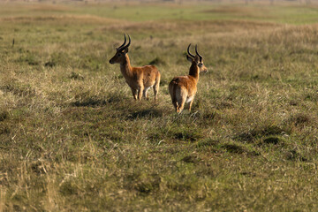 View of the gazelle on the meadow