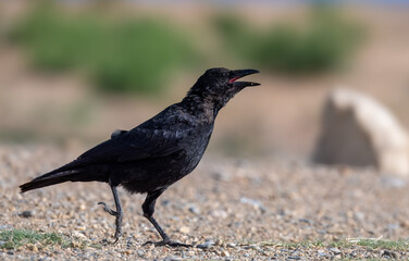 crow on the ground