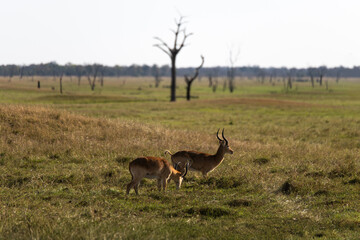 View of the gazelle on the meadow