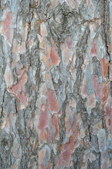 Embossed texture of the brown bark of a tree 