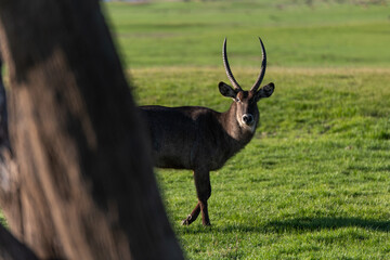 View of Waterbuck in the field