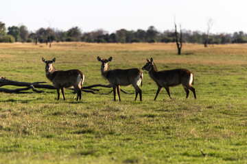 View of Waterbuck in the field