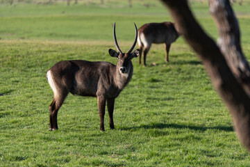 View of Waterbuck in the field