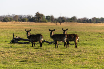 Naklejka premium View of Waterbuck in the field