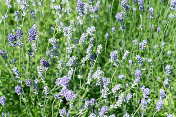 close-up of purple lavender