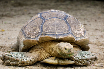 Close up head Sulcata tortoise in the garden at thailand