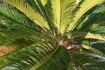 Obraz premium Background from green palm tree, close-up. One palm grow for publication, poster, screensaver, wallpaper, postcard, banner, cover, post. High quality photo