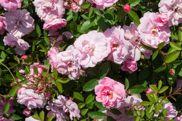 Fototapeta premium rose bush with pink blossoms and buds in spring