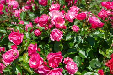 field of pink flowers and leaves on a sunny afternoon in spring