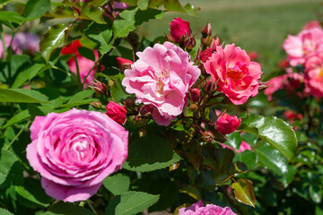 close-up of various pink roses in the afternoon