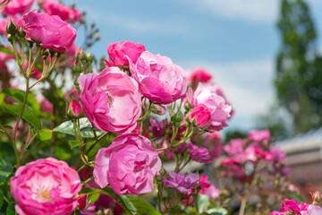 close-up of pink roses on a mostly blue sky
