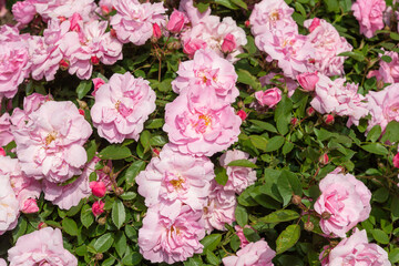 many pink flowers and buds with green leaves outdoors