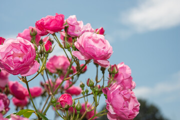 pink roses and blue sky