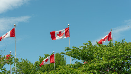 Canadian Maple Leaf flags fluttering in the wind above trees against a blue sky in spring