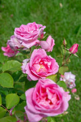 beautiful pink roses blooming on a bush