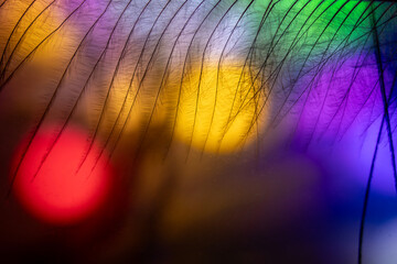 A work created from peacock feathers and multi-colored light bulbs used as a background that...