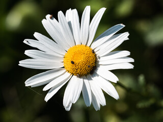 Obraz premium large white daisy in Japanese meadow 2