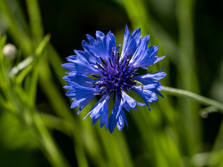 single blue corn flower blooms above grass field 2