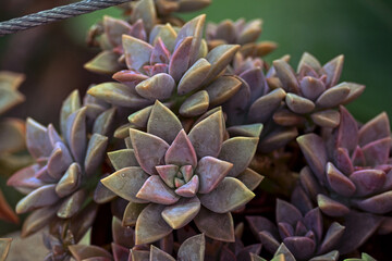 succulent plant