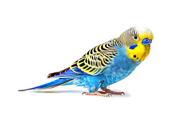Blue and yellow budgerigar perching on a white surface.