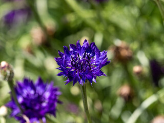 Obraz premium single purple corn flower blooms above grass field