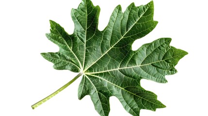 Lush Green Maple Leaf with Intricate Veins and Textured Surface in Natural Environment