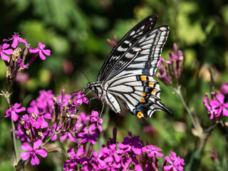 Chinese Yellow Swallowtail on pink flowers 1