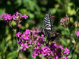 Chinese Yellow Swallowtail on pink flowers 2