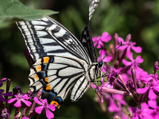 Chinese Yellow Swallowtail on pink flowers 7