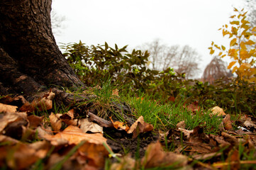 Tronc d'arbre et feuilles tombées en automne