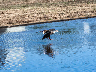 spot-billed duck landing in a rice paddy 2