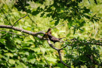 A pair of Eurasian blackbirds (Turdus merula) sitting in a plum tree.