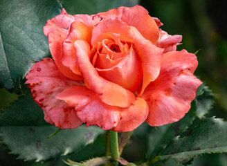 close up on a pink rose in a garden 2