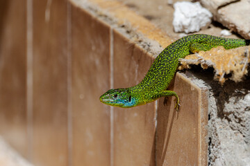 A European green lizard (Lacerta viridis) perched on the edge of a wall.