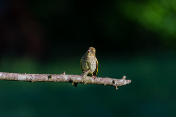 A juvenile European Greenfinch ( Chloris chloris) perched on a tree branch with a blurred background.