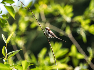 long-tailed bush-tit perched in bushes 11