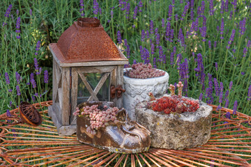 Frühsommer im Garten