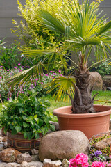 Frühsommer im Garten