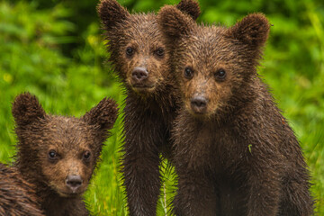 Bear cubs on the Transfagarasan in Romania