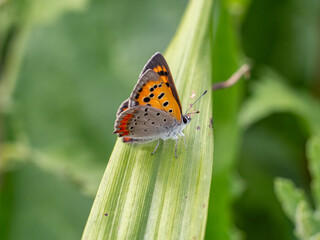 small copper butterfly resting on a leaf 3