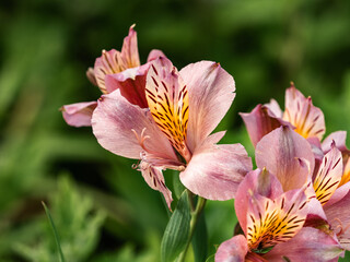 Pink Peruvian lilies in a Japanese garden