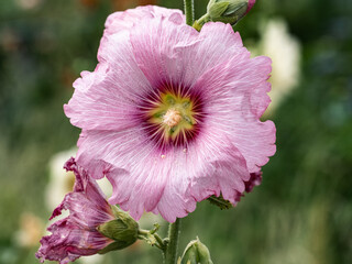 pink mallow flower in bloom 3