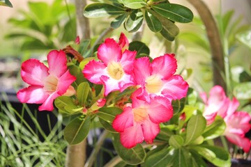 Beautiful Adenium pink flowers 