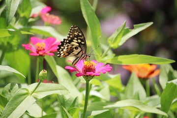 Butterfly and red and pink flowers 