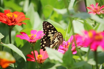 Butterfly and red and pink flowers 